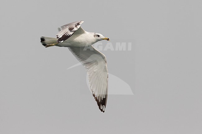 Gabbiano di Pallas; Great Black-headed Gull; Ichthyaetus ichthyaetus stock-image by Agami/Daniele Occhiato,