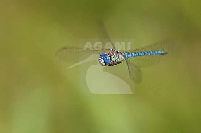 Adult male Southern Migrant Hawker (Aeshna affinis) in flight at the Gendse Polder, the Netherlands. stock-image by Agami/Fazal Sardar,