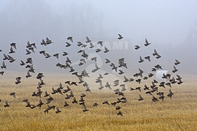 Grote groep Spreeuwen in vlucht; Large group of Common Starlings in flight stock-image by Agami/Jari Peltomäki,