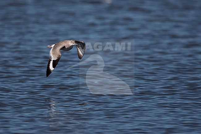 A first winter Willet (Tringa semipalmata; subspecies inornata) in flight above the water of the pacific ocean stock-image by Agami/Mathias Putze,