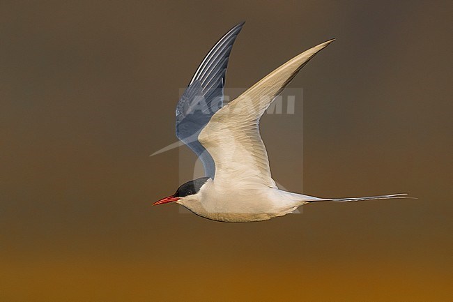 Flying adult Arctic Tern (Sterna paradisaea) in breeding plumage in Iceland during spring. stock-image by Agami/Daniele Occhiato,