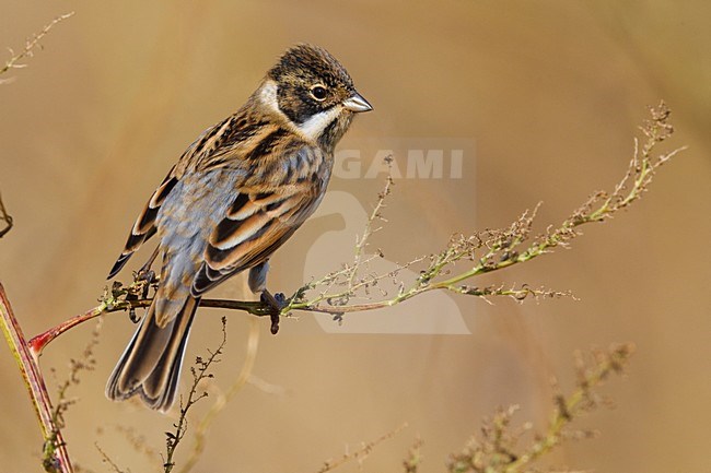 Onvolwassen Rietgors; Immature Common Reed Bunting stock-image by Agami/Daniele Occhiato,