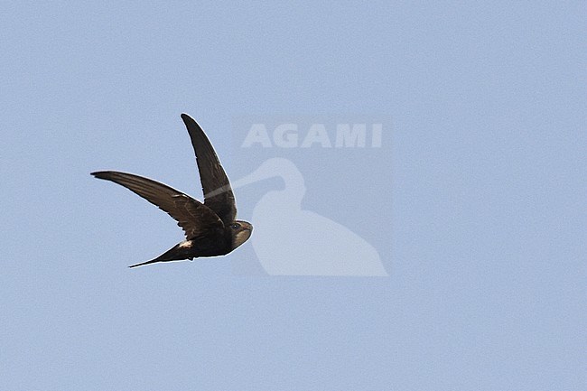 Wintering White-rumped Swift (Apus caffer) in Ghana. Flying overhead. stock-image by Agami/Laurens Steijn,