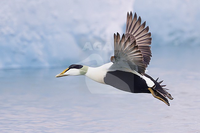 Common Eider (Somateria mollissima), side view of an adult male in flight, Southern Region, Iceland stock-image by Agami/Saverio Gatto,