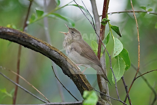 Zingende Krekelzanger; Singing River Warbler stock-image by Agami/Markus Varesvuo,