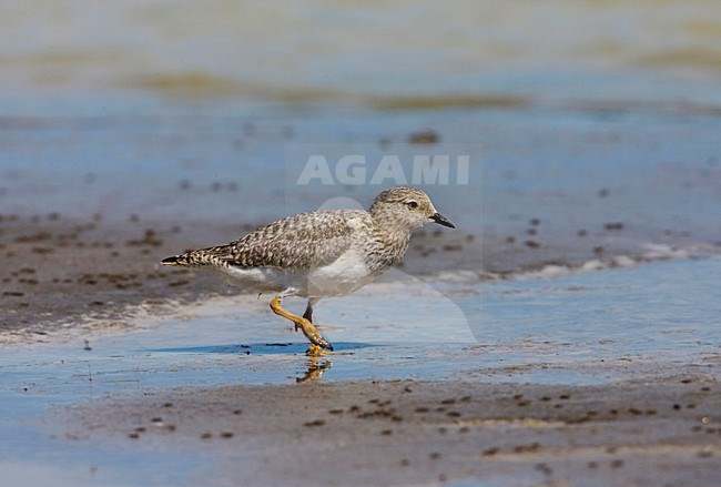 Magelhaenplevier op het strand; Magellanic Plover on the shore stock-image by Agami/Marc Guyt,