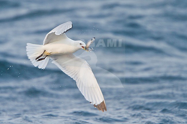 Black-legged Kittiwake (Rissa tridactyla) flying along the coastline of Newfoundland, Canada. stock-image by Agami/Glenn Bartley,