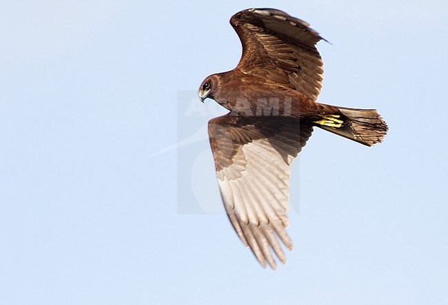 Immature Western Marsh Harrier (Circus aeruginosus) flying above a field stock-image by Agami/Karel Mauer,