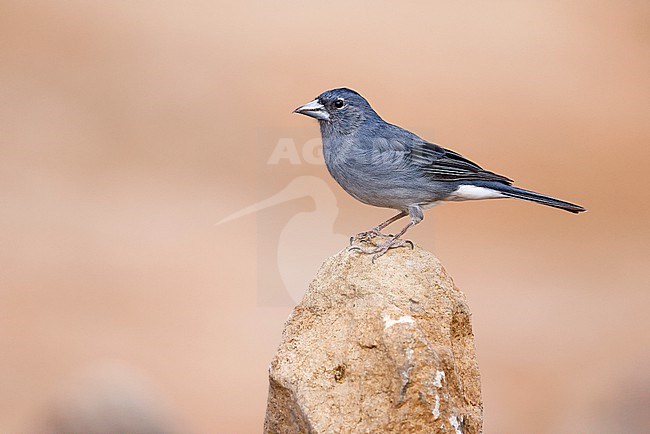 Blue Chaffinch on a rock stock-image by Agami/Chris van Rijswijk,