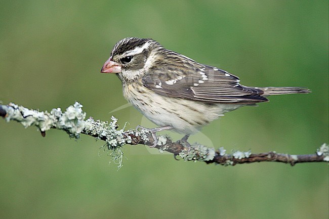 Adult female breeding
Galveston Co., TX
April 2005 stock-image by Agami/Brian E Small,