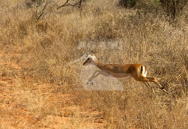 Impala springend, Impala jumping stock-image by Agami/Roy de Haas,