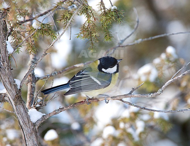 Koolmees zittend op tak in de sneeuw, Great Tit perched on a branch in the snow stock-image by Agami/Roy de Haas,