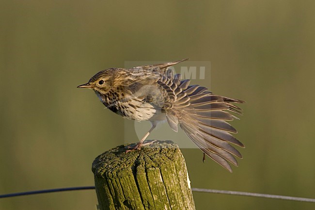 Graspieper op een paal; Meadow Pipit perched on a pole stock-image by Agami/Arie Ouwerkerk,