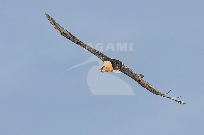 Adult  Bearded Vulture (Gypaetus barbatus) flying against blue sky  in the swiss alps. stock-image by Agami/Marcel Burkhardt,