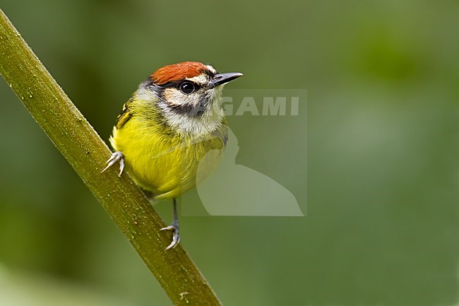 Roodkruintodietiran, Rufous-crowned Tody-Tyrant stock-image by Agami/Dubi Shapiro,