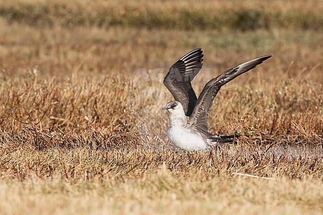 Arctic Skua (Stercorarius parasiticus) adult moulting to winter plumage stock-image by Agami/Martijn Verdoes,