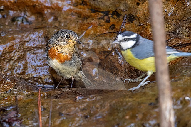 Juvenile moulting to first-winter Gran Canaria Robin (Erithacus rubecula marionae) sitting on a stream beside a Canary Island Blue Tit  in Inagua area in Gran Canaria, Canary Islands, Spain. stock-image by Agami/Vincent Legrand,