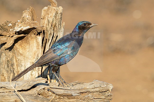 Burchell's Starling (Lamprotornis australis), side view of an adult perched on an old trunk, Mpumalanga, South Africa stock-image by Agami/Saverio Gatto,