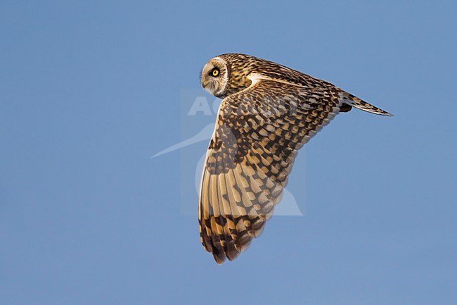 Velduil in vlucht; Short-eared Owl in flight stock-image by Agami/Daniele Occhiato,