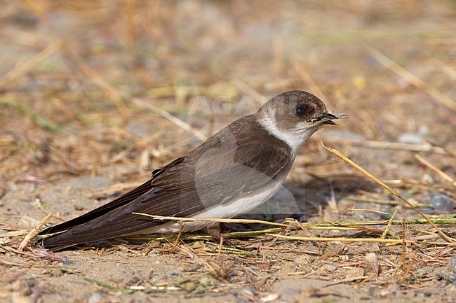 Oeverzwaluw in zit met voer; Sand Martin perched with food stock-image by Agami/Daniele Occhiato,