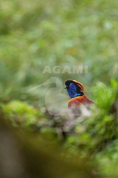 Temminck’s Tragopan (Tragopan temminckii) in the Tangjiahe National Nature Reserve stock-image by Agami/Mathias Putze,