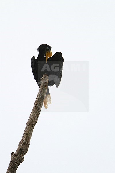 Preening adult Wrinkled Hornbill (Rhabdotorrhinus corrugatus) perched on an exposed branch along the Kinabatangan river, Sabab, Malaysia. stock-image by Agami/James Eaton,