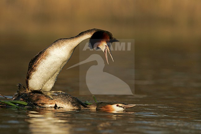 Futen parend; Great Crested Grebes mating stock-image by Agami/Menno van Duijn,