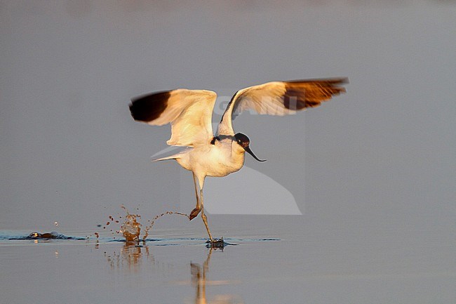 Pied Avocet, Kluut, Recurvirostra avosetta stock-image by Agami/Oscar Díez,