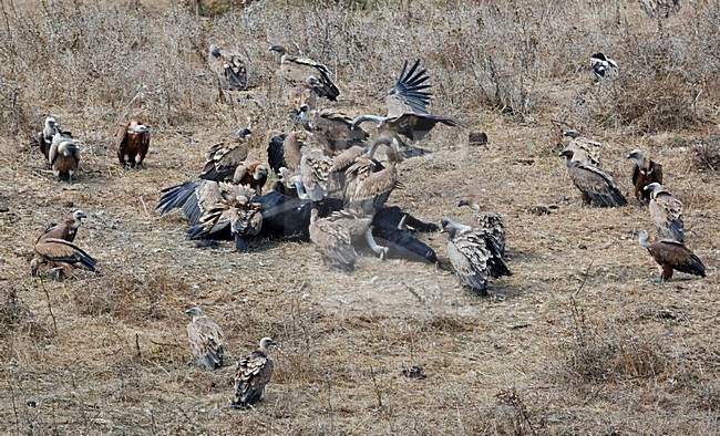 Groep Vale Gieren bij karkas; Group of Griffon Vultures at carcas stock-image by Agami/Markus Varesvuo,