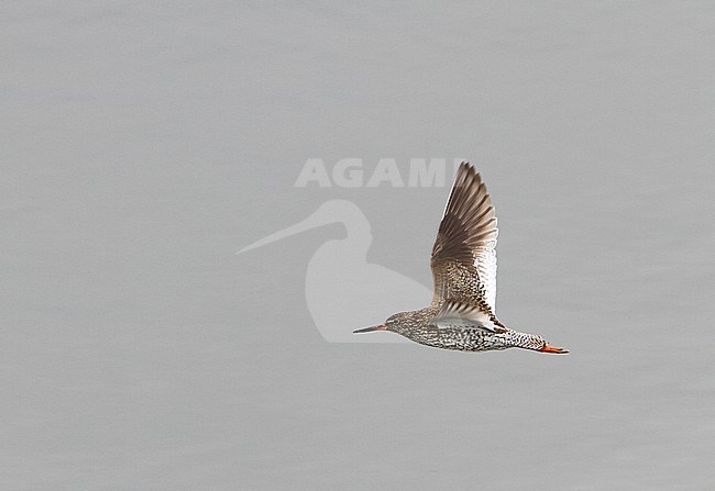 Eastern Common Redshank (Tringa totanus (possibly subspecies eurhina)) in flight over lake on Tibetan plateau in China. stock-image by Agami/James Eaton,