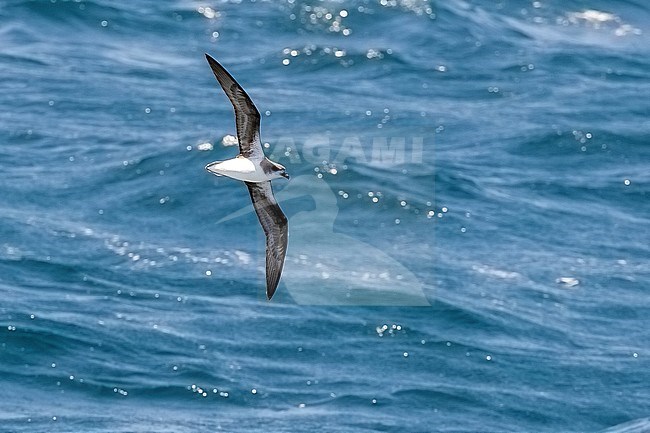 Cape Verde Petrel (Pterodroma feae) flying off Raso, Cape Verde. stock-image by Agami/Vincent Legrand,