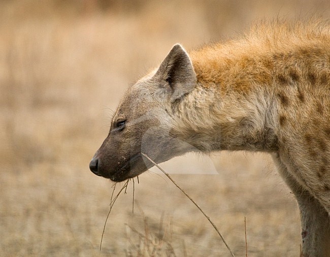 Gevlekte Hyena; Spotted Hyena stock-image by Agami/Marc Guyt,