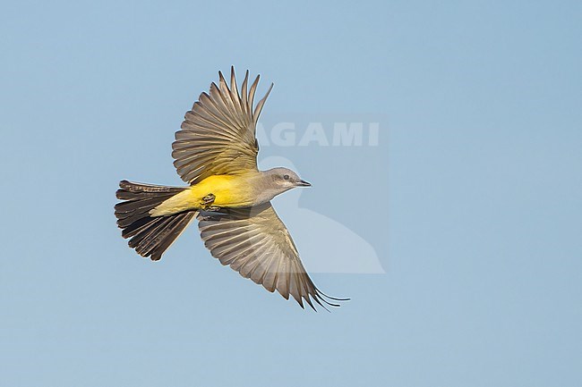 Adult
Imperial Co., CA
April 2022 stock-image by Agami/Brian E Small,