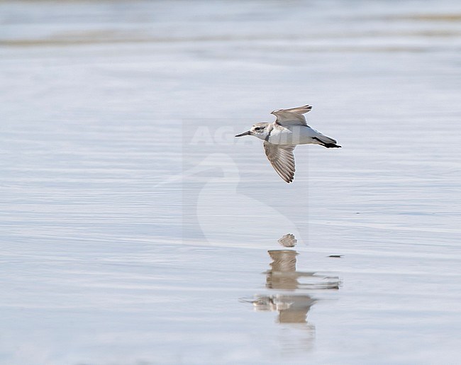 Adult Wrybill (Anarhynchus frontalis) in flight over a river in Glentanner Park, South Island, New Zealand. The only species of bird in the world with a beak that is bent sideways one way. stock-image by Agami/Marc Guyt,
