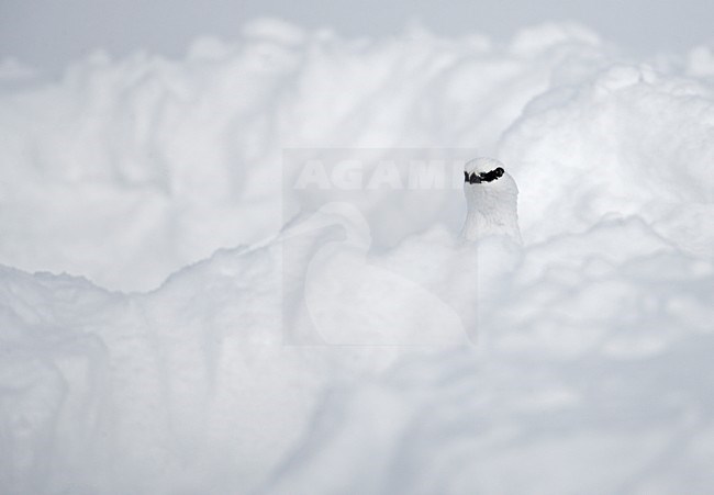Alpensneeuwhoen in de sneeuw; Rock Ptarmigan in the snow stock-image by Agami/Markus Varesvuo,