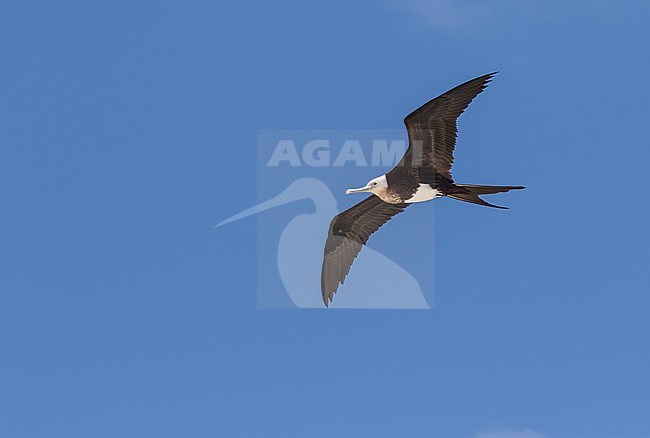 Immature Great Frigatebird, Fregata minor. Photographed during a Pitcairn Henderson and The Tuamotus expedition cruise. stock-image by Agami/Pete Morris,