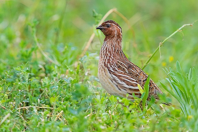 Common Quail (Coturnix coturnix), adult male standing in an Alfalfa field stock-image by Agami/Saverio Gatto,