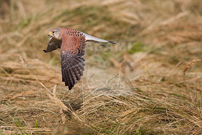 Torenvalk mannetje in vlucht; Common Kestrel male in flight stock-image by Agami/Menno van Duijn,