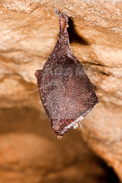 Slapende Kleine Hoefijzerneus; Sleeping Lesser Horseshoe Bat stock-image by Agami/Theo Douma,