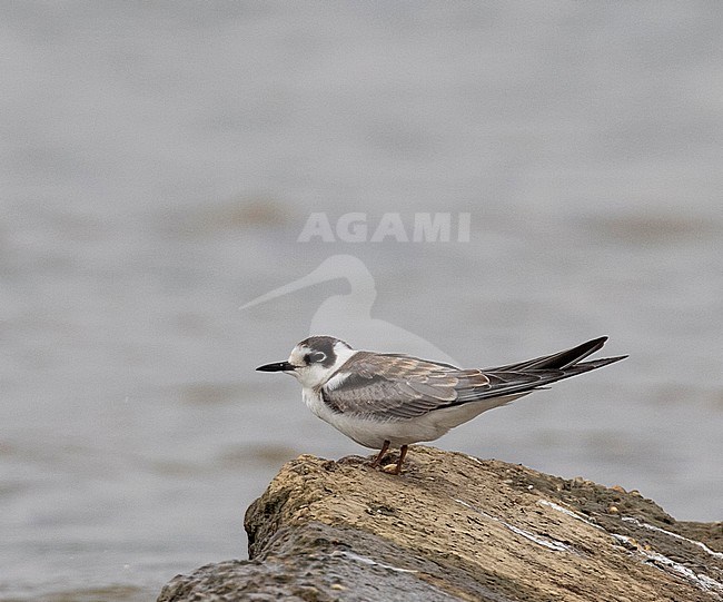 First-winter Black Tern (Chlidonias niger) perched on a rock in the Netherlands. stock-image by Agami/Edwin Winkel,