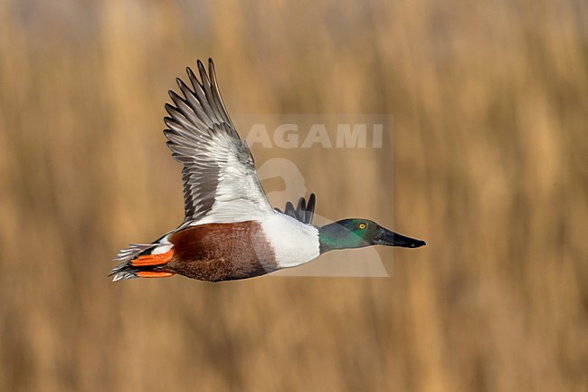 Mannetje Slobeend in vlucht; Northern Shoveler male in flight stock-image by Agami/Daniele Occhiato,