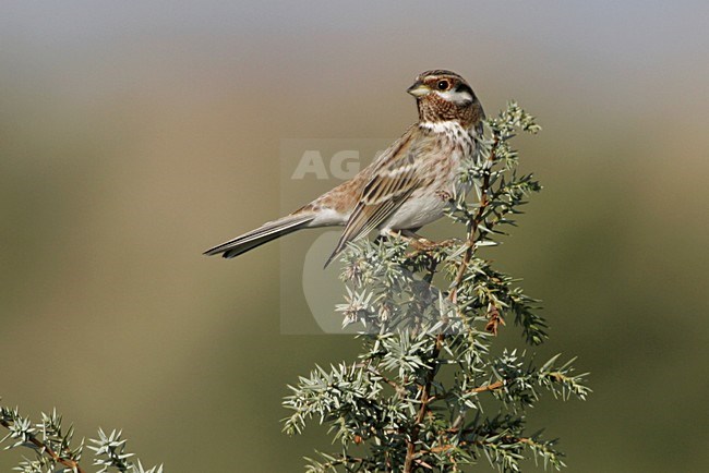 Pine Bunting adult male perched; Witkopgors volwassen man zittend stock-image by Agami/Daniele Occhiato,