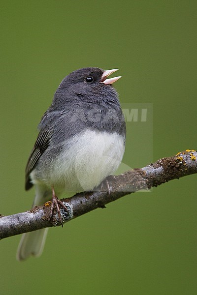 Adult male
Anchorage, AK 
May 2009 stock-image by Agami/Brian E Small,