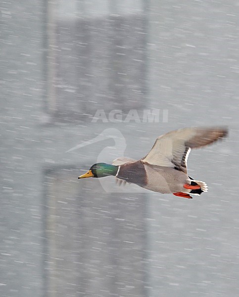 Wilde Eend vliegend; Mallard in flight stock-image by Agami/Markus Varesvuo,