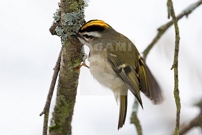 A Golden-crowned Kinglet is prying under a bit of lychen for some food in a snow covered world in Jericho Park, Vancouver, British Colombia, Canada stock-image by Agami/Jacob Garvelink,