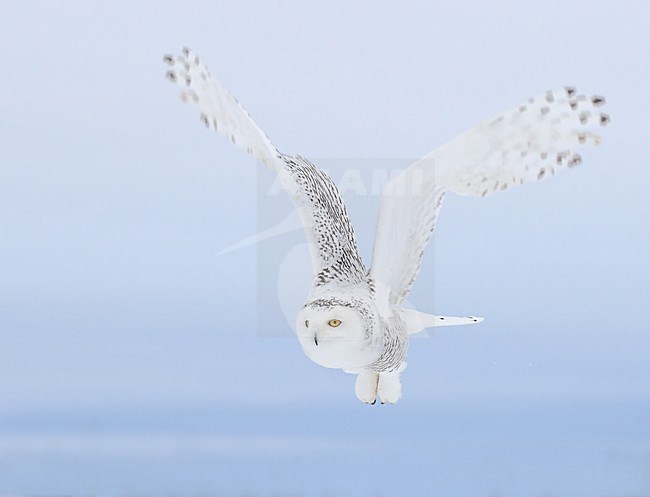 Sneeuwuil in vlucht, Snowy Owl in flight stock-image by Agami/David Hemmings,