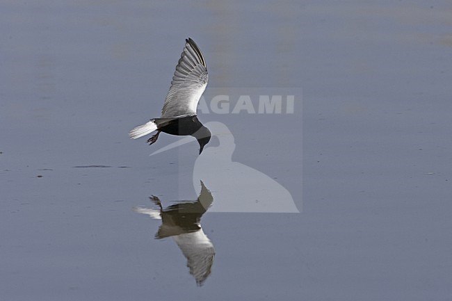 White-winged Tern adult summer-plumage flying, Witvleugelstern adult zomerkleed vliegend stock-image by Agami/Jari Peltomäki,