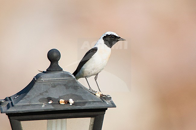 Male Eastern Black-eared Wheatear (oenanthe melanoleuca) perched on a typical Greek street lamp near breeding site on Lesvos, Greece stock-image by Agami/Marc Guyt,