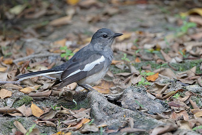 Female Oriental Magpie-Robin (Copsychus saularis) near Bangkok, Thailand stock-image by Agami/David Monticelli,