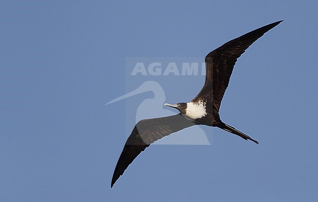 Magnificent Frigatebird (Fregata magnificens rothschildi), female in flight at Dry Tortugas, USA stock-image by Agami/Helge Sorensen,